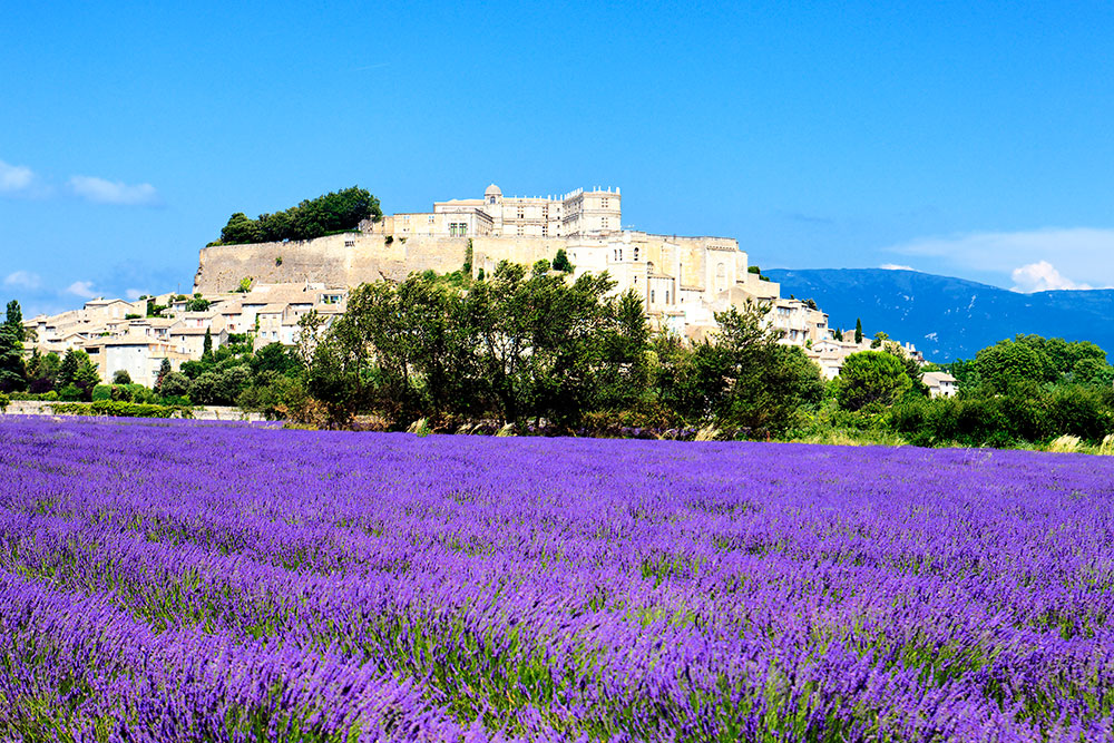 Lavender Tours Provence