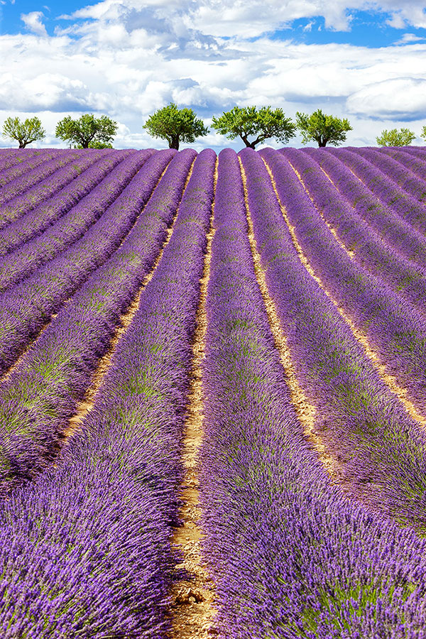 Lavender Tours Provence